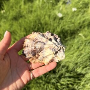 Ski scene oyster