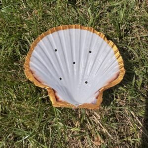 Natural scallop with holes
